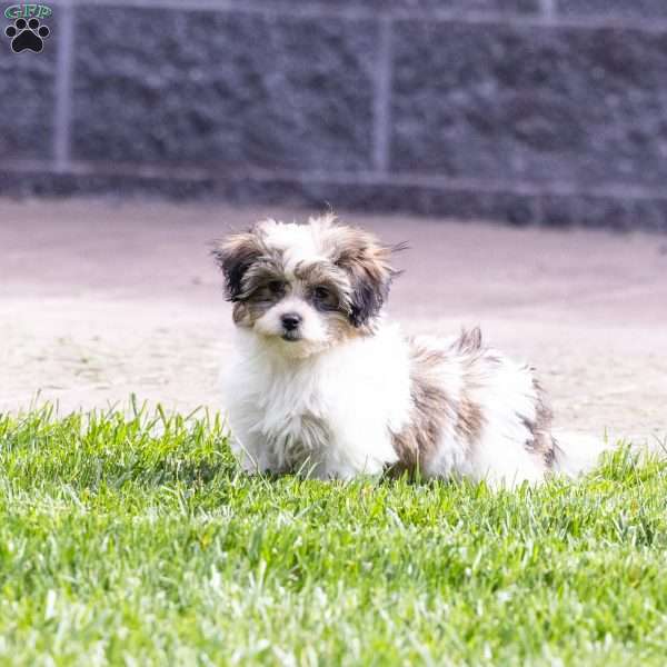 Tobby, Teddy Bear Puppy